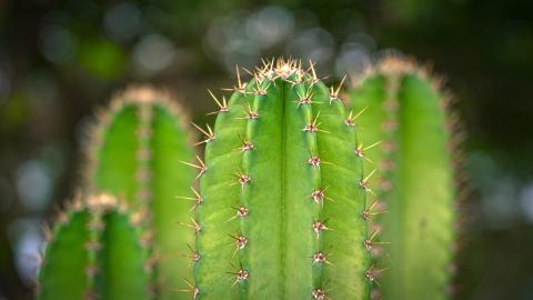 Close-Up of Green Cactus with Spines